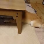 頭隠して尻隠さずの柴犬　#おもしろ犬動画 #柴犬