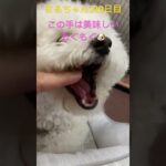 今日の家まる#かわいい犬 #ビションフリーゼ #おもしろ動画犬