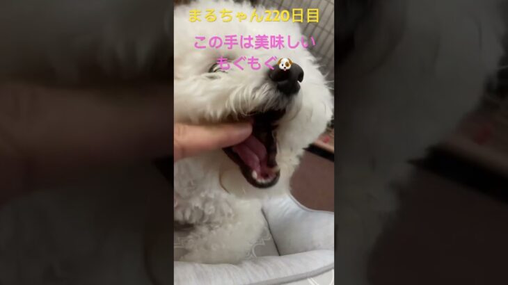 今日の家まる#かわいい犬 #ビションフリーゼ #おもしろ動画犬