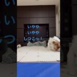 犬動画#犬 #トイプードル #癒し #かわいい