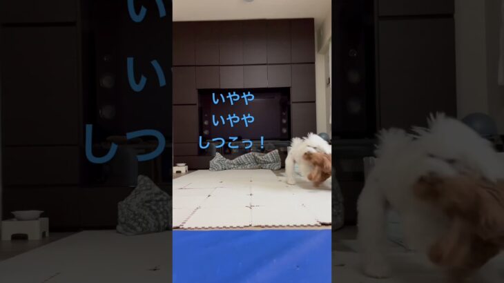 犬動画#犬 #トイプードル #癒し #かわいい