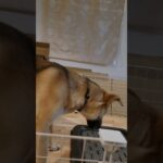 寝る前の癒し#犬 #保護犬 #元野犬 #雑種 #犬のいる暮らし #いぬ