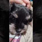 僕、かわいいでしょ!?　#ミニチュアシュナウザー#子犬#犬