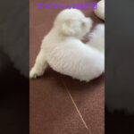 まるちゃんとの朝#かわいい犬 #ビションフリーゼ #おもしろ動画犬