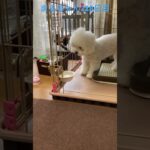 なんだチミは⁇#かわいい犬 #ビションフリーゼ #おもしろ動画犬