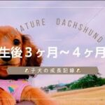 ３〜４ヶ月の子犬の成長記録｜かわいい子犬の日常