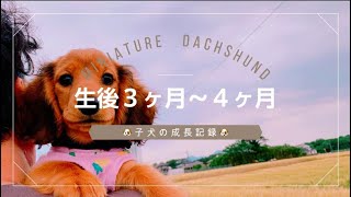 ３〜４ヶ月の子犬の成長記録｜かわいい子犬の日常