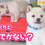 【豆柴犬】”かわいい”猫になりきった赤ちゃんたち！？ ”子犬と癒し” まめしば亭ブログvlog