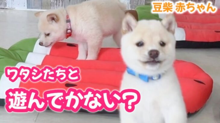 【豆柴犬】”かわいい”猫になりきった赤ちゃんたち！？ ”子犬と癒し” まめしば亭ブログvlog