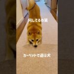 カーペットの新しい遊び方を見つけた犬【豆柴くるみ】vol.439 #shorts