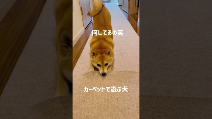 カーペットの新しい遊び方を見つけた犬【豆柴くるみ】vol.439 #shorts