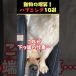 xで5.4億回バズった動物ハプニング動画10選!10 Animal Happenings Videos That Got 540 Million Buzz on X!#犬 #猫 #ペット #動物