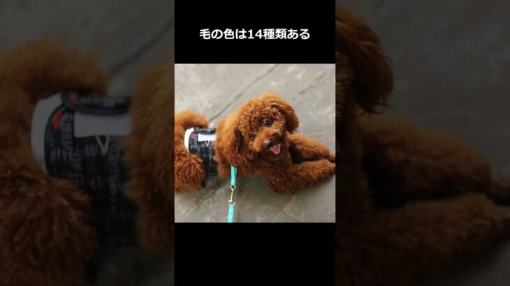 トイプードルの雑学10選！ #ペット #かわいい #犬  #癒し