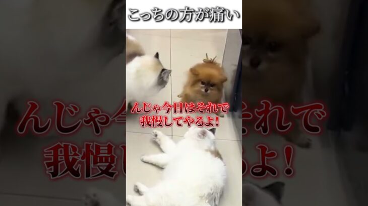 犬猫のおもしろ動画にツッコミどころ満載なアフレコしてみた＃136【喧嘩】【ハプニング映像】#shorts　#アフレコ #面白動画