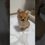 このかわいい生き物 #ポメコギ #生後4ヶ月 #かわいい子犬 #いやしわんこ #早食い #しつけトレーニング #dogshorts #フォローしてね #愛犬との暮らし #るるぽん #コーギーと一緒