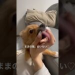 名前は、ぽんぽこりんです #ポメコギ #生後4ヶ月 #かわいい子犬 #いやしわんこ #甘噛み #甘えんぼ #コーギーと一緒 #愛犬との暮らし #しつけトレーニング #るるぽん  #dogshorts