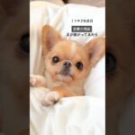 【6歳で認知症になった犬】放棄された理由　#ポメチワ　#犬　#かわいい #認知症 #shorts