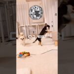 天才DJ犬現る！😎 #shorts #おもしろ動画 #Funnydog #チワワ #funny