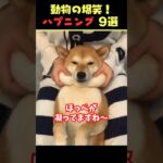 Instagramで5億回バズった動物ハプニング動画9選！9Animal Happenings Videos That Got 500 Million Buzz on Instagram!#犬