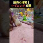 Instagramで6億回バズった動物ハプニング動画9選！9Animal Happenings Videos That Got 600 Million Buzz on Instagram!#犬#猫