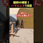 Instagramで7億回バズった動物ハプニング動画10選！10 Animal Happenings Videos That Got 700 Million Buzz on Instagram!#犬