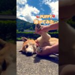 Me dancing #dog #柴犬 #しば #繁殖引退犬 #癒し #おどってみた #prettydog #パフィー#PUFFY #夏 #music #dancingdog #shorts