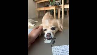 My lovely dog 私のかわいい子犬 mein süßer Welpe 我的可愛小狗Beige #dog #puppy #dogshorts #pets #cutedogs