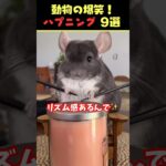 SNSで5.9億回バズった動物ハプニング動画9選！9 Animal Happenings Videos That Got 590 Million Buzz on SNS!#犬#猫#動物#ペット