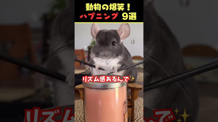 SNSで5.9億回バズった動物ハプニング動画9選！9 Animal Happenings Videos That Got 590 Million Buzz on SNS!#犬#猫#動物#ペット