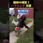 SNSで6.2億回バズった動物ハプニング動画9選！9 Animal Happenings Videos That Got 620 Million Buzz on SNS!#犬#猫#動物#ペット