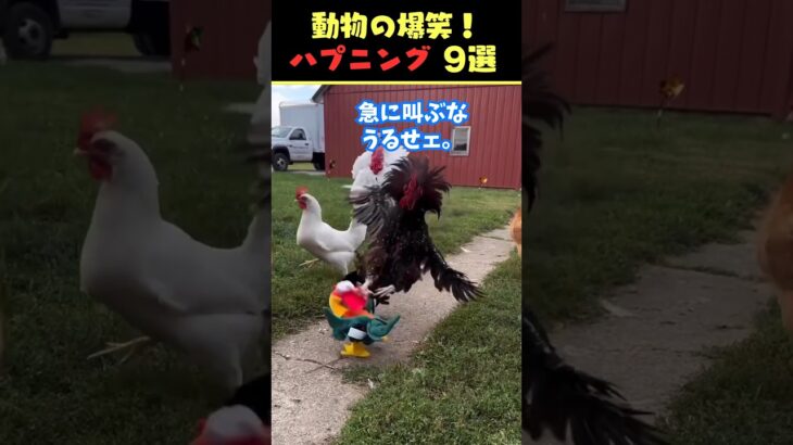 SNSで6.2億回バズった動物ハプニング動画9選！9 Animal Happenings Videos That Got 620 Million Buzz on SNS!#犬#猫#動物#ペット