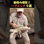 SNSで7.5億回バズった動物ハプニング動画9選！9 Animal Happenings Videos That Got 750 Million Buzz on SNS!#犬#猫#動物#ペット