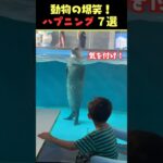 SNSで8.4億回バズった動物ハプニング動画7選！7 Animal Happenings Videos That Got 840 Million Buzz on SNS!#犬#猫#動物#ペット