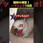 SNSで9.2億回バズった動物ハプニング動画10選！10 Animal Happenings Videos That Got 920 Million Buzz on SNS!#犬#猫#動物#ペット