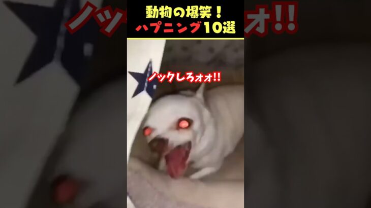 SNSで9.2億回バズった動物ハプニング動画10選！10 Animal Happenings Videos That Got 920 Million Buzz on SNS!#犬#猫#動物#ペット