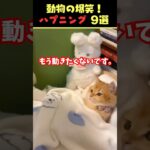 SNSで9.5億回バズった動物ハプニング動画9選！9 Animal Happenings Videos That Got 950 Million Buzz on SNS!#犬#猫#動物#ペット