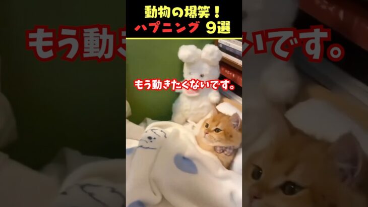 SNSで9.5億回バズった動物ハプニング動画9選！9 Animal Happenings Videos That Got 950 Million Buzz on SNS!#犬#猫#動物#ペット