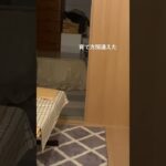 【TikTok_JP】我が家のふてぶてしい愛犬 #犬 #犬のいる生活 #面白い #可愛い #おすすめ　 #shorts  #short #tiktok