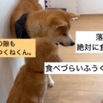 【秋田犬VSゴールデン仔犬】　#秋田犬　#ゴールデンレトリバー　#犬　#癒し　#犬の動画　#大型犬　#cutedog #puppydog #japan #japandog #dog #犬のいる生活