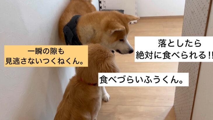 【秋田犬VSゴールデン仔犬】　#秋田犬　#ゴールデンレトリバー　#犬　#癒し　#犬の動画　#大型犬　#cutedog #puppydog #japan #japandog #dog #犬のいる生活