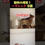 Xで8.9億回バズった動物ハプニング動画8選！8 Animal Happenings Videos That Got 890 Million Buzz on X!#犬#猫#動物#ペット