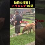 Xで9.8億回バズった動物ハプニング動画10選！10 Animal Happenings Videos That Got 980 Million Buzz on X!#犬#猫#動物#ペット