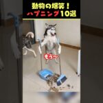 Xで9億回バズった動物ハプニング動画10選！10 Animal Happenings Videos That Got 900 Million Buzz on X!#犬#猫#動物#ペット