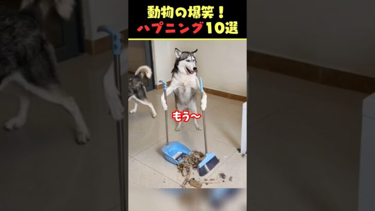 Xで9億回バズった動物ハプニング動画10選！10 Animal Happenings Videos That Got 900 Million Buzz on X!#犬#猫#動物#ペット