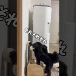 【兄貴を助ける】頼りない先輩犬。頼れる後輩犬#capcut #チワプー #犬 #おもしろ #わんこ大好き