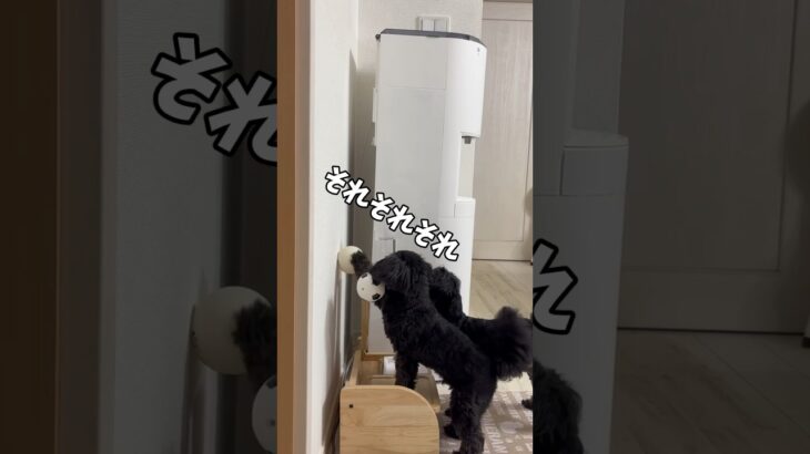 【兄貴を助ける】頼りない先輩犬。頼れる後輩犬#capcut #チワプー #犬 #おもしろ #わんこ大好き