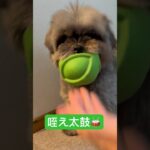 🥁咥え太鼓🥁#cutedog #癒し #シーポメ #可愛い犬動画 #かわいい犬