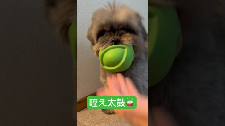 🥁咥え太鼓🥁#cutedog #癒し #シーポメ #可愛い犬動画 #かわいい犬