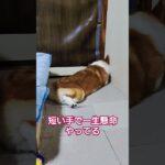 短いけどそれがいい#コーギー #コーギー犬 #dog #癒し #可愛い #corgi #shorts