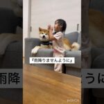 【ソファーから娘を見守る秋田犬】　#秋田犬  #dog  #癒し  #愛犬  #dog #cutedog #大型犬　#かわいい　#癒し　#犬　#puppydog #akitainu #japandog